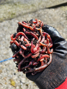 Dendrobaena Worms-Irish Bait & Tackle Ltd-Irish Bait & Tackle