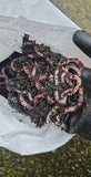 Dendrobaena Worms-Irish Bait & Tackle Ltd-Irish Bait & Tackle