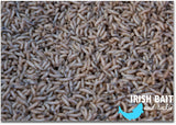 Live Maggots - SOUTHERN/NORTHERN IRELAND ONLY DELIVERY-Live Bait-Irish Bait & Tackle-Irish Bait & Tackle