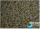 Live Maggots - SOUTHERN/NORTHERN IRELAND ONLY DELIVERY-Live Bait-Irish Bait & Tackle-1 pint-Bronze-Irish Bait & Tackle